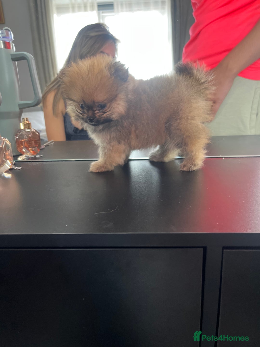 Pomeranian dogs for sale: 3 Stunning Poms - Image 3