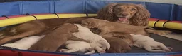 Cocker Spaniel dogs for sale: Red and Lemon & White Working Cocker Spaniels - Advert 2