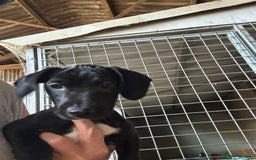 Mixed Breed dogs for sale: ONE GIRL LEFT! Jack Russell x Cocker Spaniel pups  - Image 2