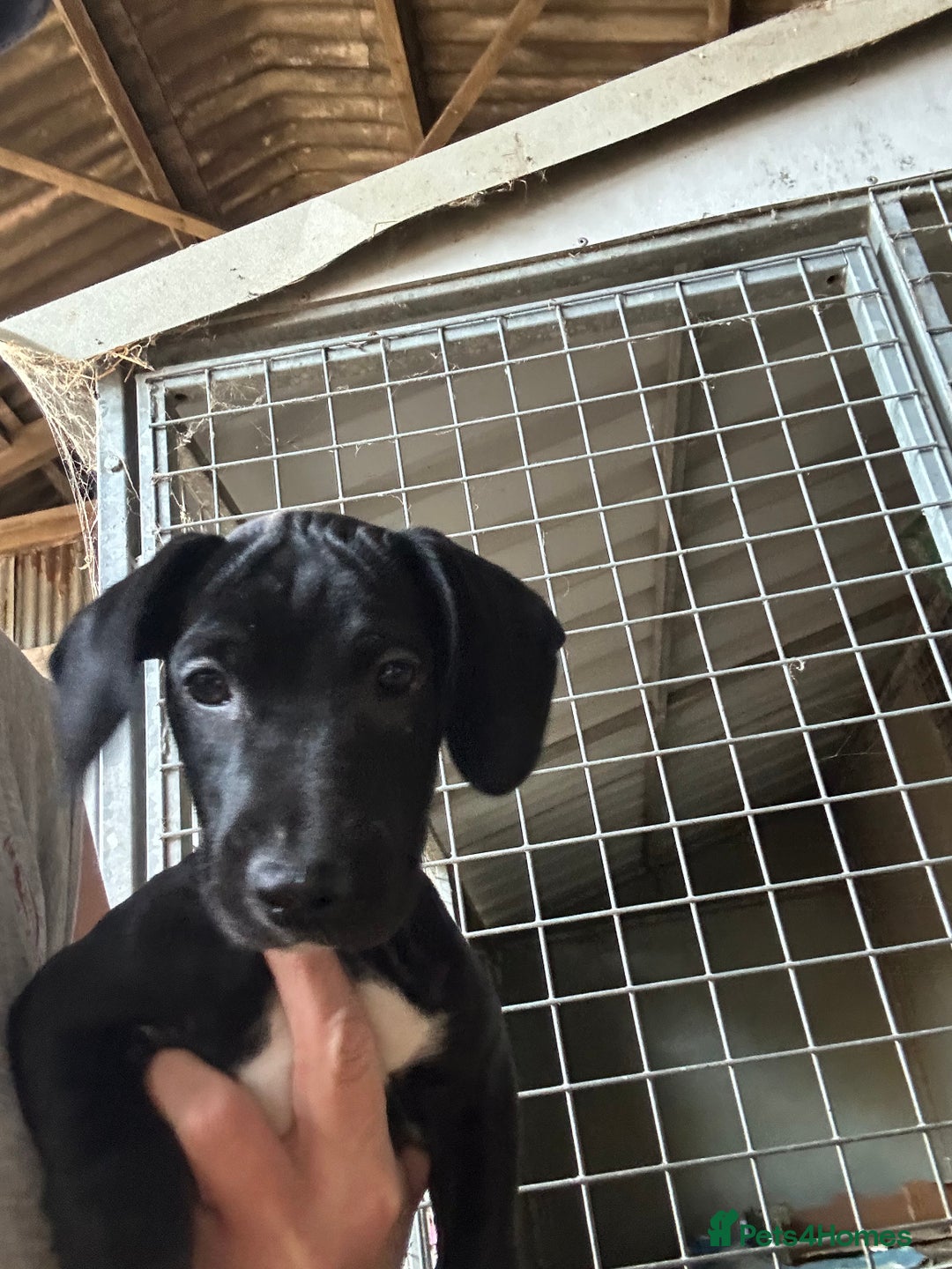 Mixed Breed dogs for sale: ONE GIRL LEFT! Jack Russell x Cocker Spaniel pups  - Image 2