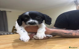 English Springer Spaniel dogs for sale: 🐾 Pedigree English Springer Spaniel Puppies 🐾 - Image 9