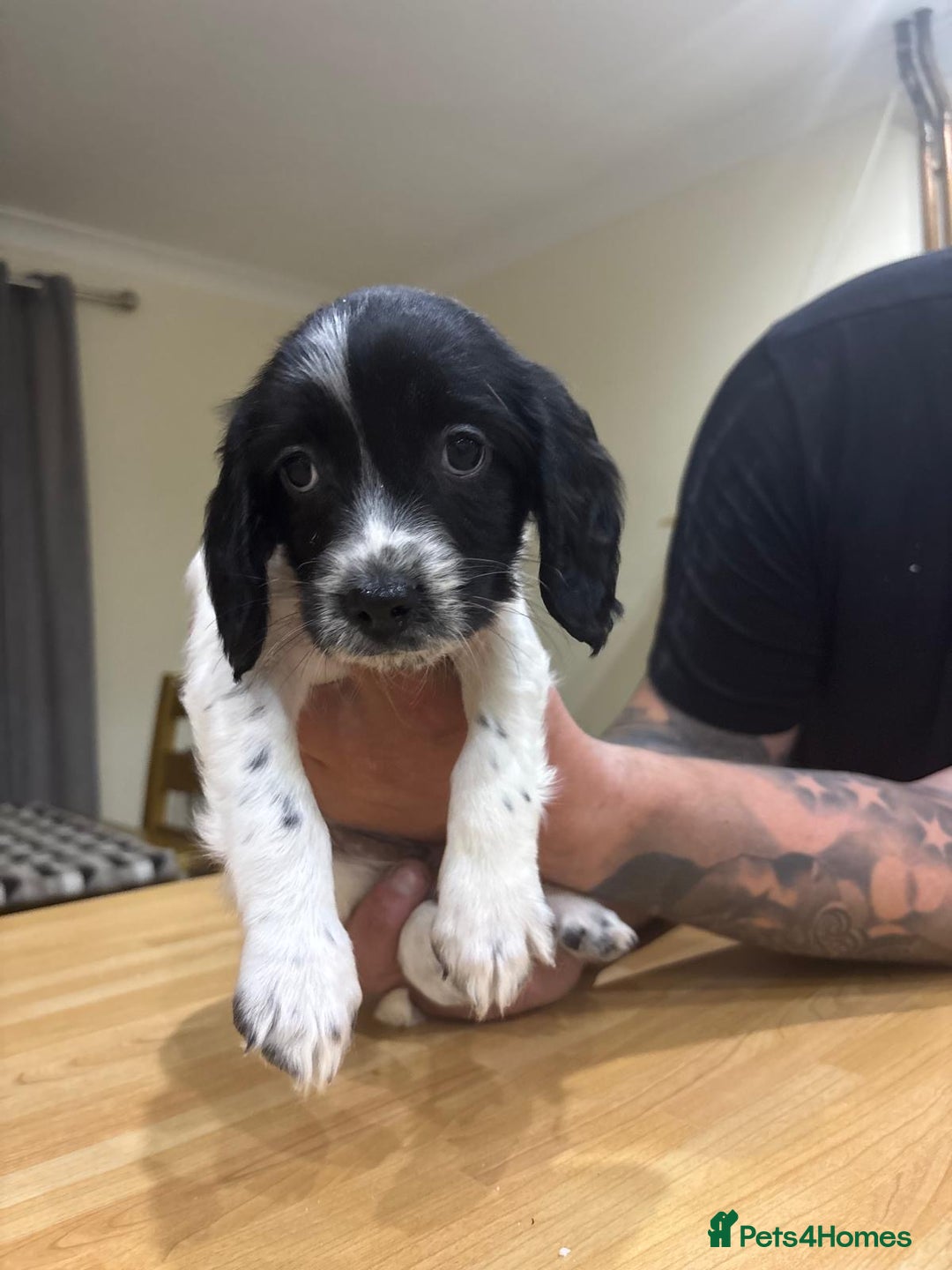 English Springer Spaniel dogs for sale: 🐾 Pedigree English Springer Spaniel Puppies 🐾 - Image 9