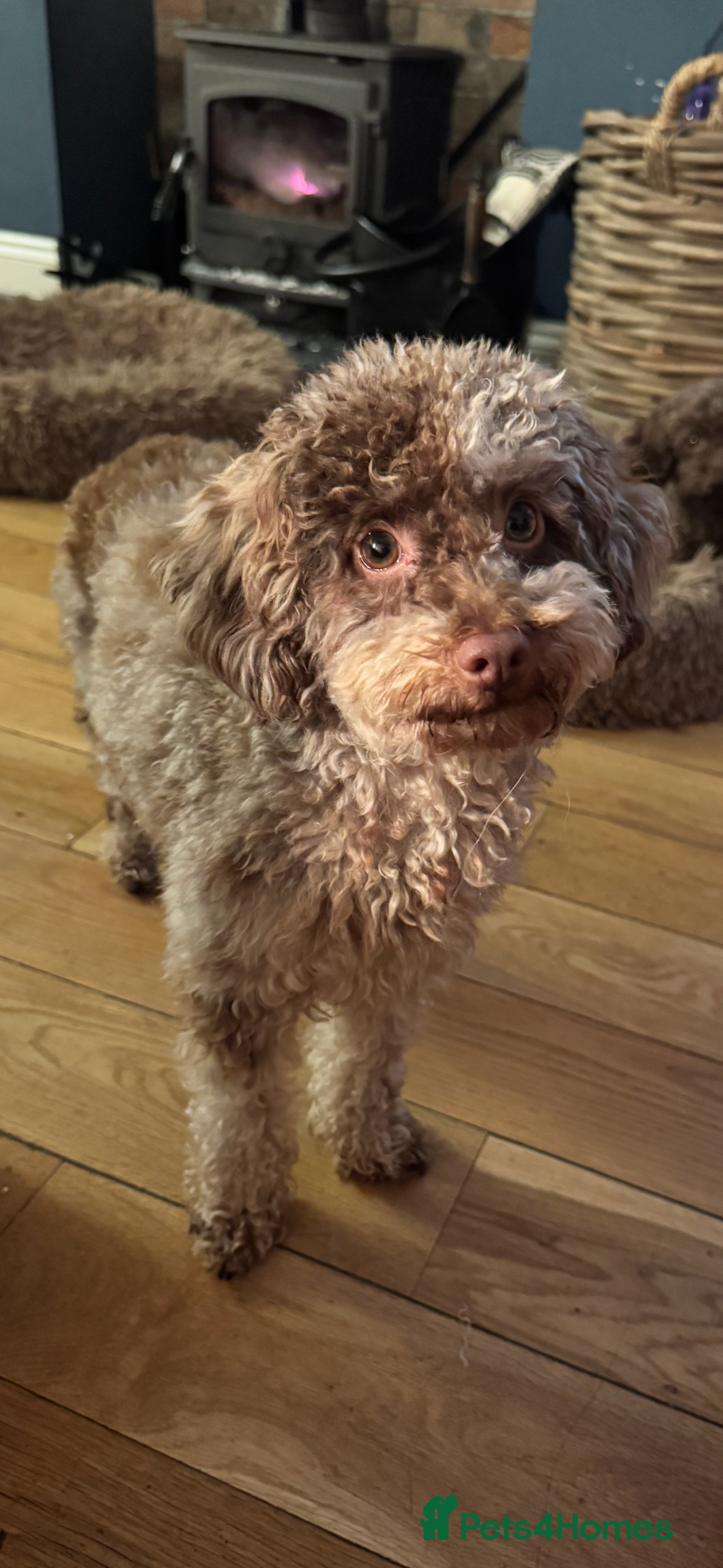 Toy Poodle dogs for sale: Chocolate merle phantom toy poodle girl - Image 2