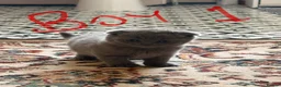 Scottish Fold cats for sale: Beautiful Scottish Fold & Straight Kittens in Wigston - Advert 4