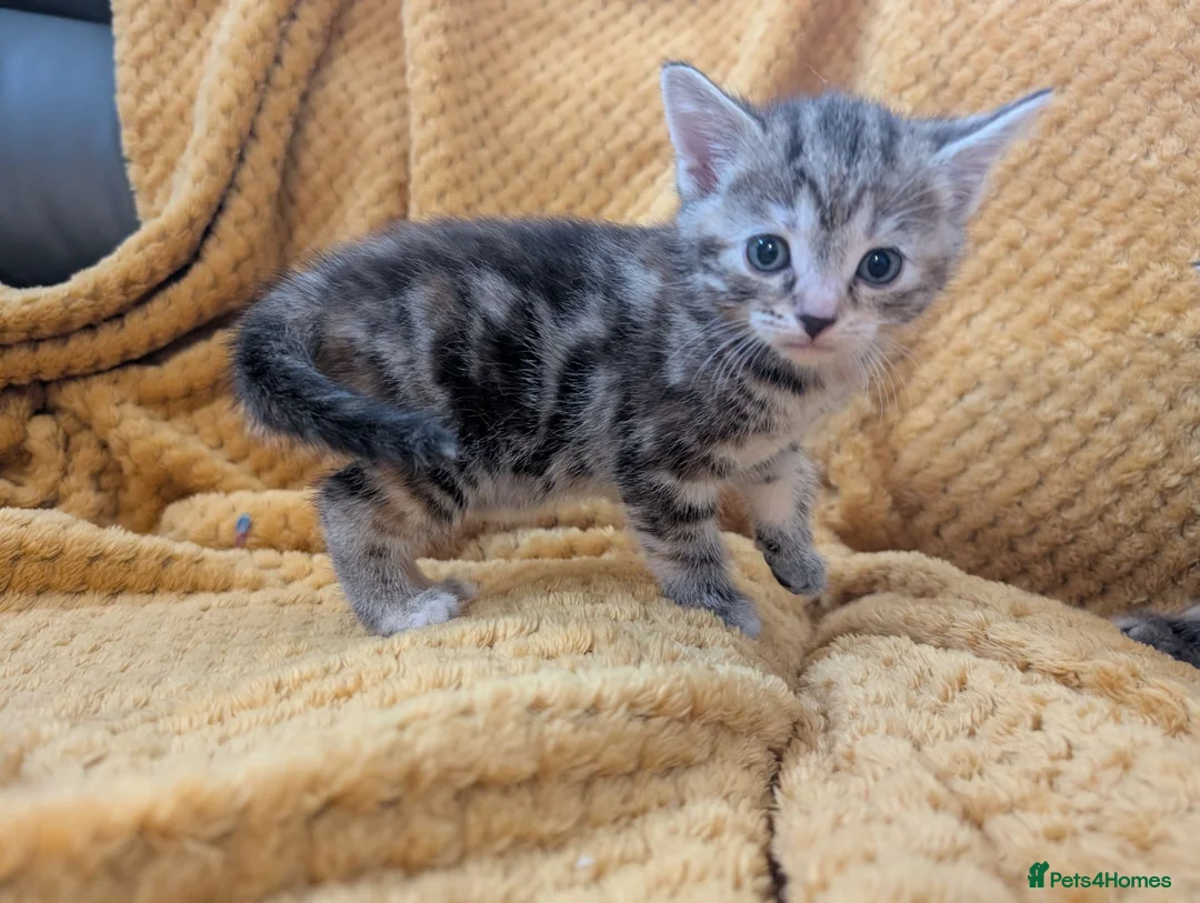 Mixed Breed cats for sale: Beautiful orange, grey and tabby kittens  - Advert 2