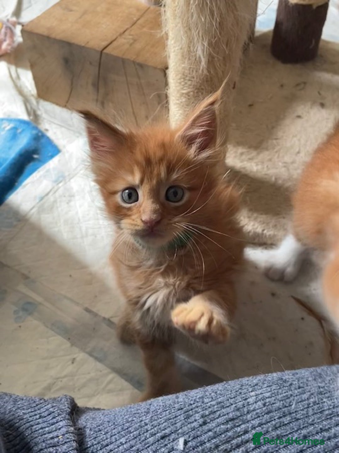 Maine Coon cats for sale: Maine coon babies  - Image 6
