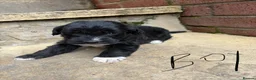 Lurcher dogs for sale: Lurcher pups - Advert 20