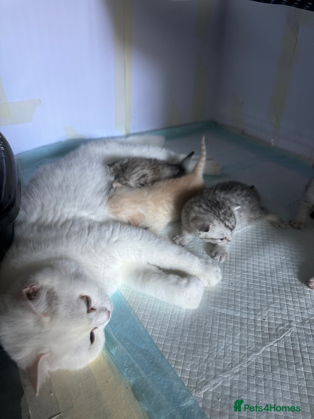 British Shorthair cats for sale: Gorgeous British Longhair & Shorthair Kittens - Advert 17