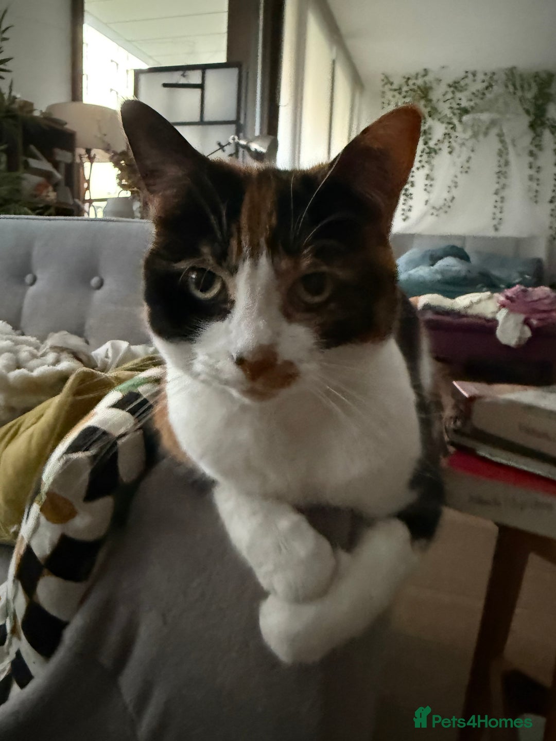 Domestic Shorthair cats for sale: FIONA NEEDS A NEW HOME ASAP - Advert 9