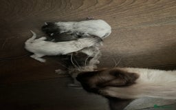 Ragdoll cats for sale: Ragcoons - Image 7