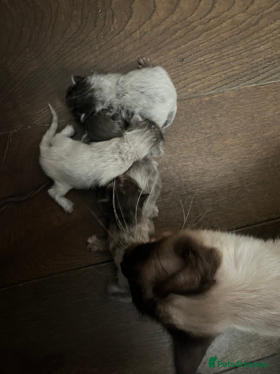 Ragdoll cats for sale: Ragcoons - Image 7