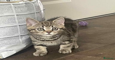 British Shorthair cats - Advert 9