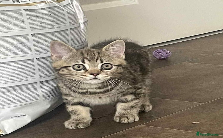 British Shorthair cats - Advert 15