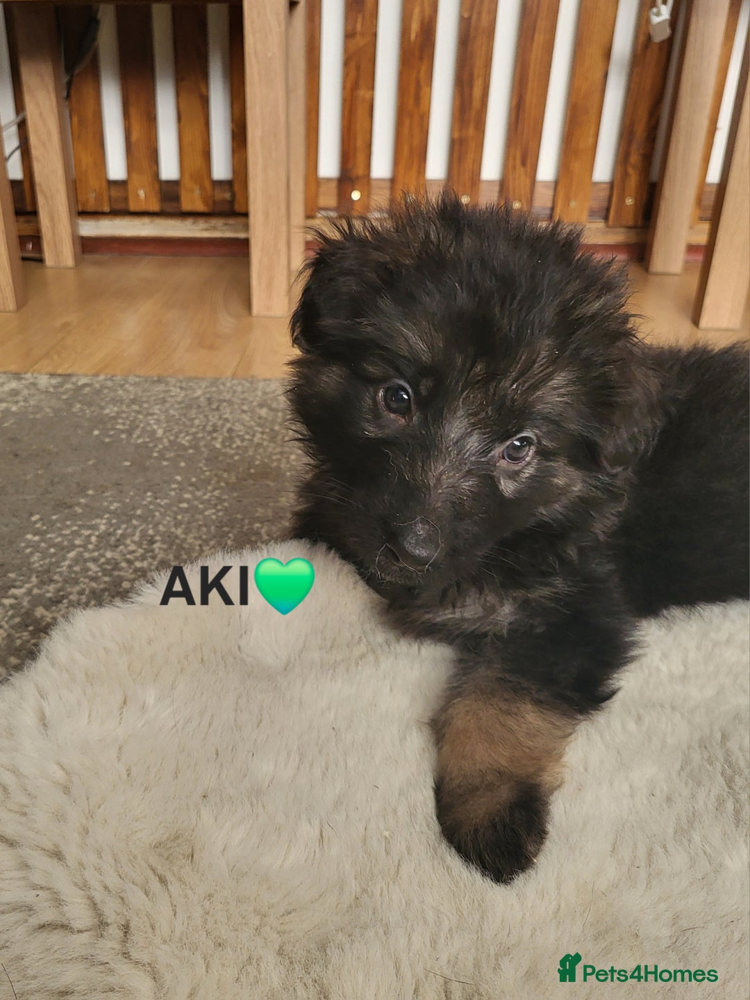 German Shepherd dogs for sale: German shepard puppies for sale - Advert 13