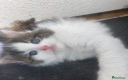 RagaMuffin cats for sale: Beautiful ragdoll x kittens 1 LEFT READY NOW - Image 4