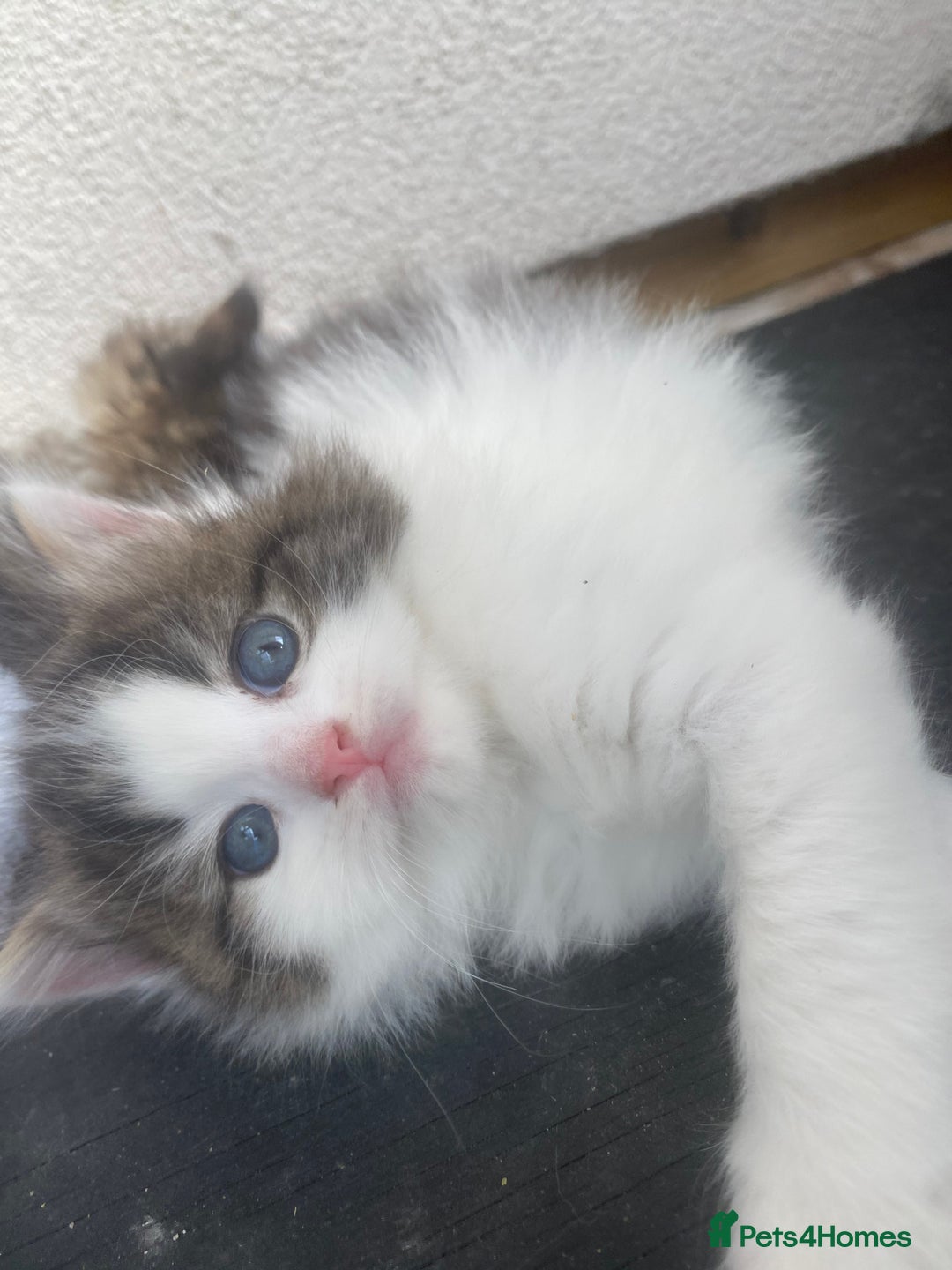 RagaMuffin cats for sale: Beautiful ragdoll x kittens 1 LEFT READY NOW - Image 4