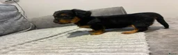 Dachshund dogs for sale: KC REG long haired miniature dachshund - Advert 23