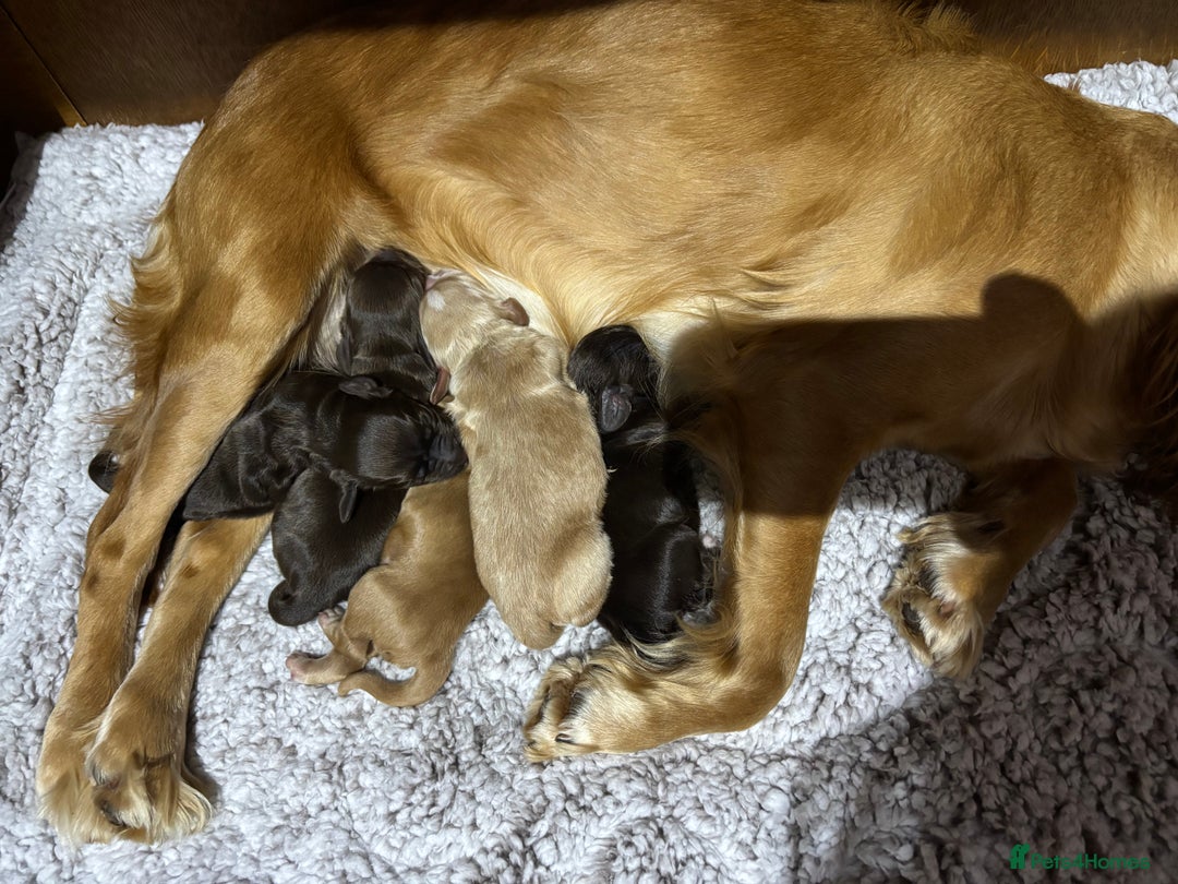 Cocker Spaniel dogs for sale: 🐾 Beautiful Cocker Spaniel Puppies Available 🐾 - Advert 6