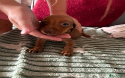 Dachshund dogs for sale: Miniature dachshund  - Image 7