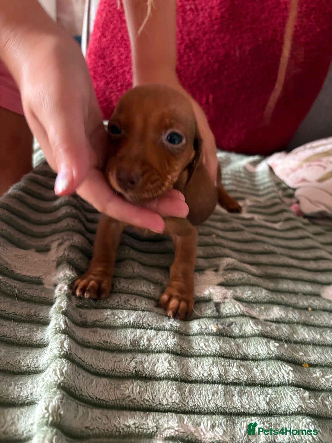 Dachshund dogs for sale: Miniature dachshund  - Image 7
