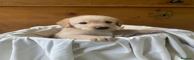 Labradoodle 6