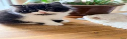 British Longhair cats for sale: GCCF British longhair boy - Advert 3