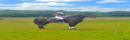 Irish Thoroughbred horses for sale: Espresso - tall, dark, handsome. - Advert 4