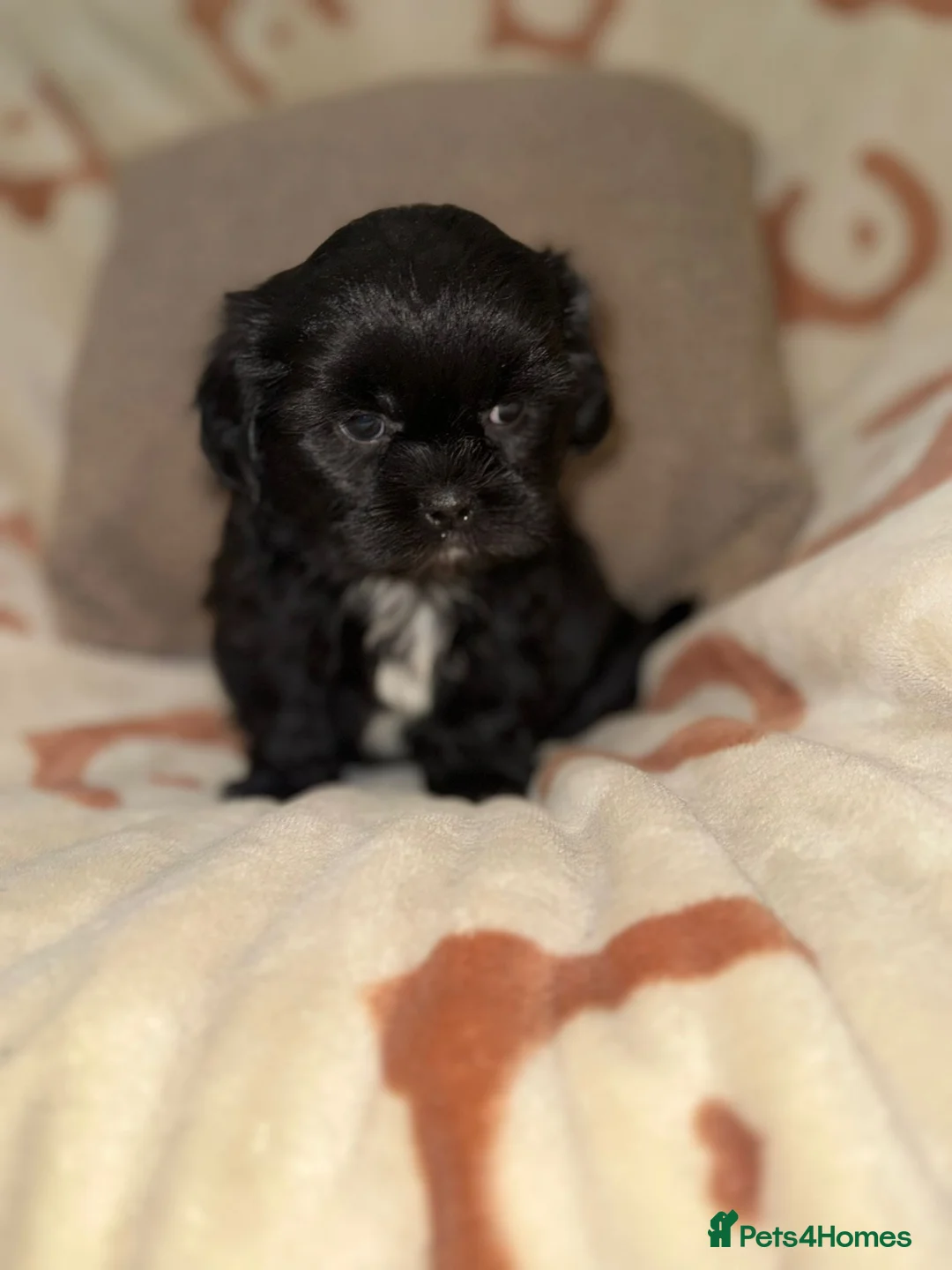 Shih Tzu dogs for sale: Stunning Black Shih Tzu Puppies - Advert 24