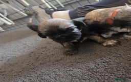 Shih Tzu dogs for sale: Shih tzus  - Image 18