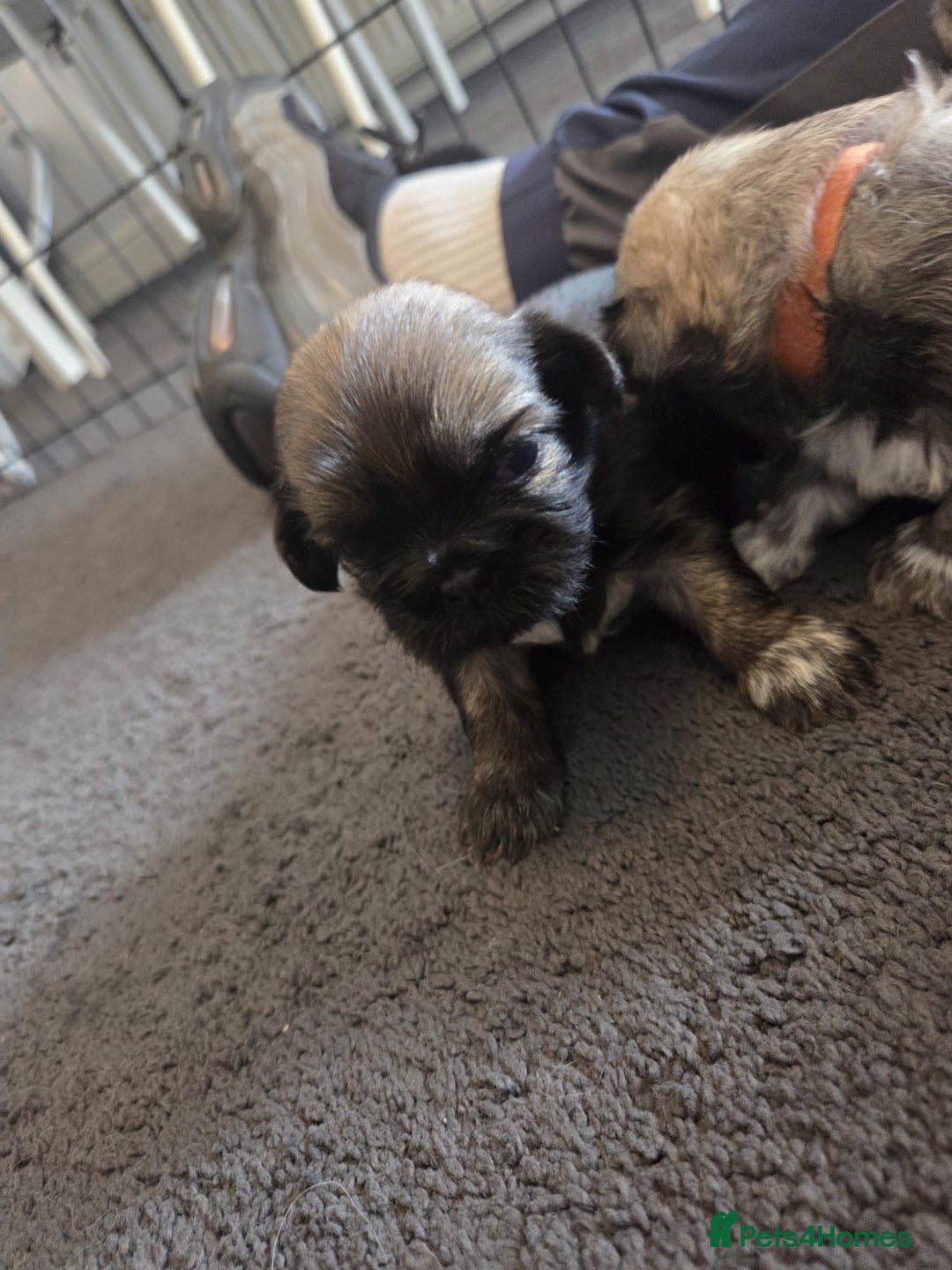 Shih Tzu dogs for sale: Shih tzus  - Image 18