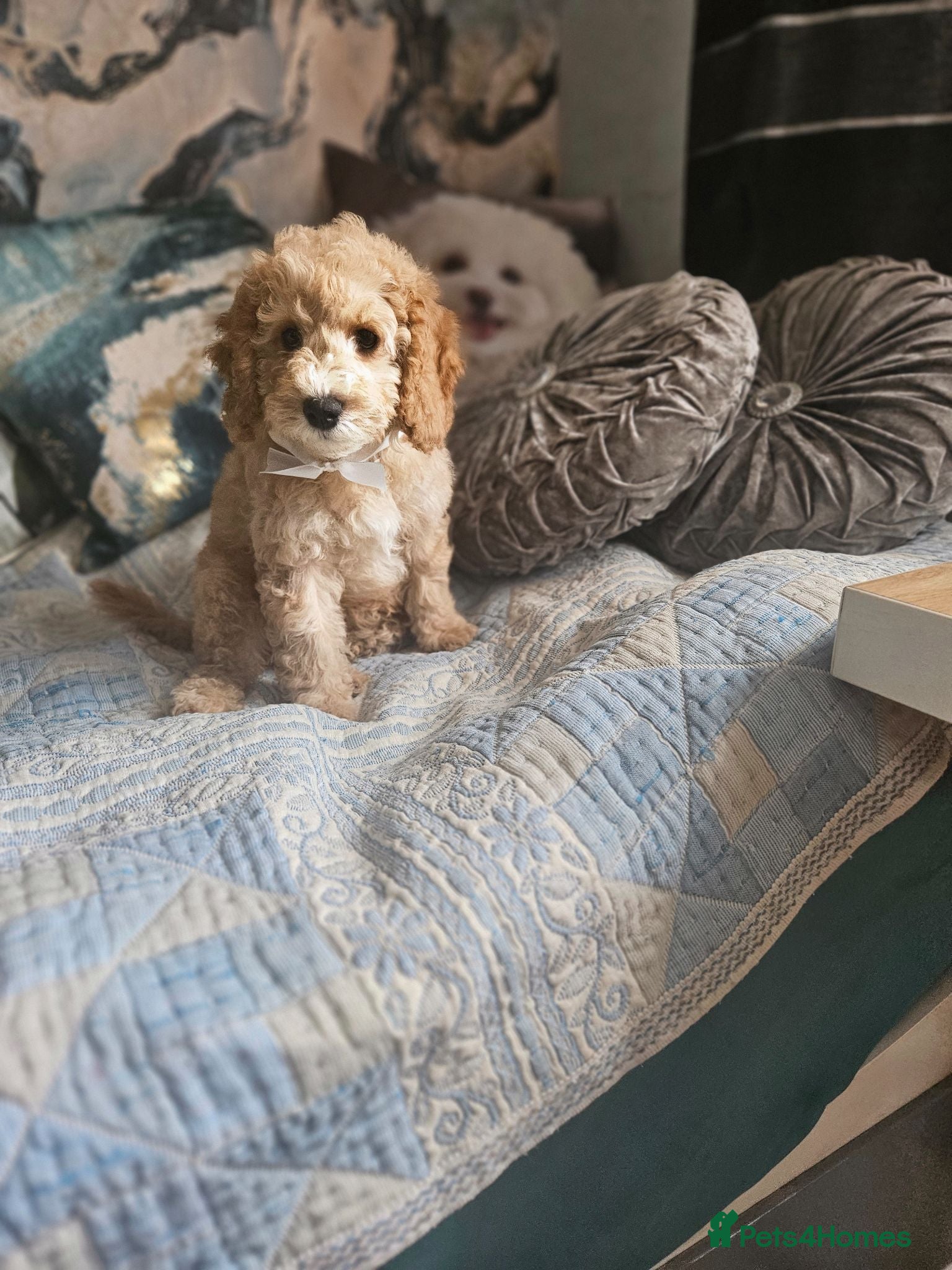 Cockapoo dogs Cockapoo  - Advert 15