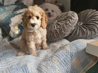 Cockapoo dogs Cockapoo - Advert 15