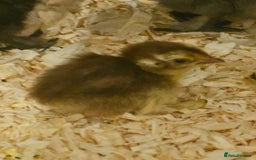 Quail poultry for sale: Celadon quail chicks  - Image 2