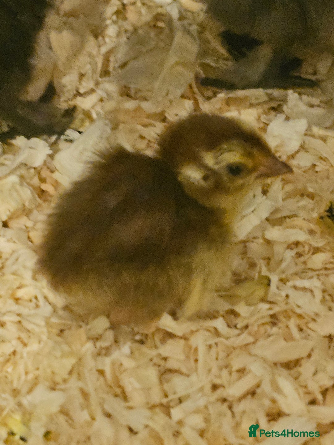 Quail poultry for sale: Celadon quail chicks  - Image 2