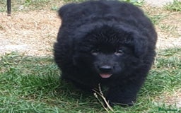 German Shepherd dogs for sale: German Shepherd pups ready end of August  - Image 7