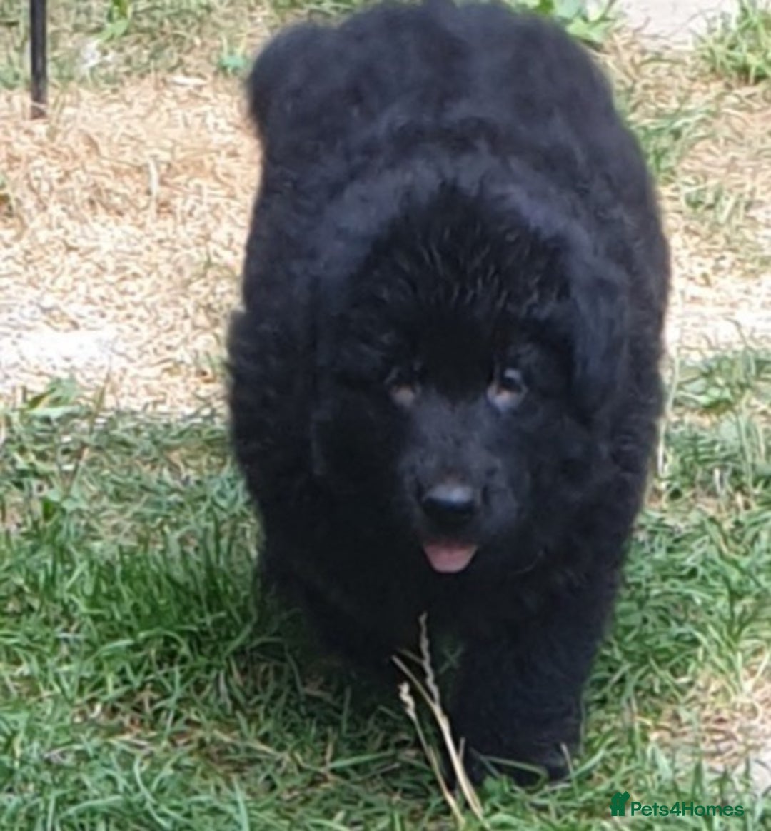 German Shepherd dogs for sale: German Shepherd pups ready end of August  - Image 7