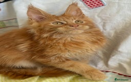 Maine Coon cats for sale: European Blood Lines GCCF Reg Main Coon Kittens  - Image 16