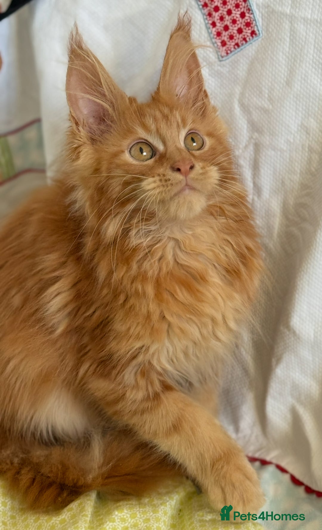 Maine Coon cats for sale: European Blood Lines GCCF Reg Main Coon Kittens  - Image 16
