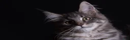 Maine Coon cats for sale: Registered Maine coon kittens from large lines - Advert 8