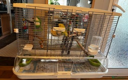 Budgerigars birds for sale: 1 male budgie for sale with cage - Image 5