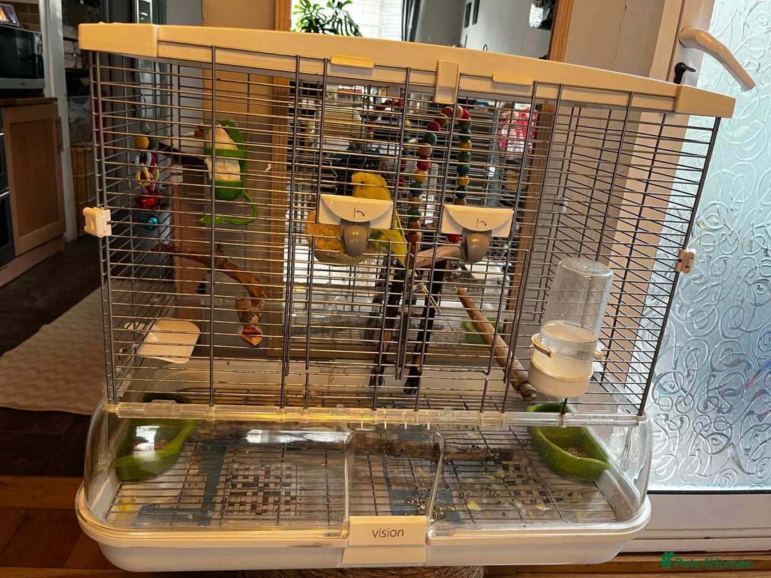 Budgerigars birds for sale: 1 male budgie for sale with cage - Image 5