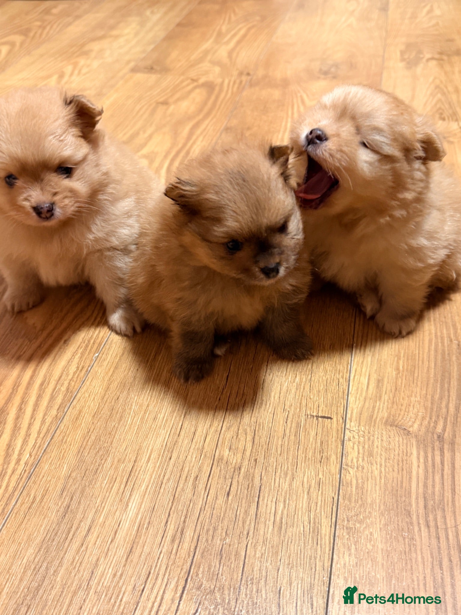 Pomeranian dogs 5weeks old Pomeranian puppies avaliable - Advert 14