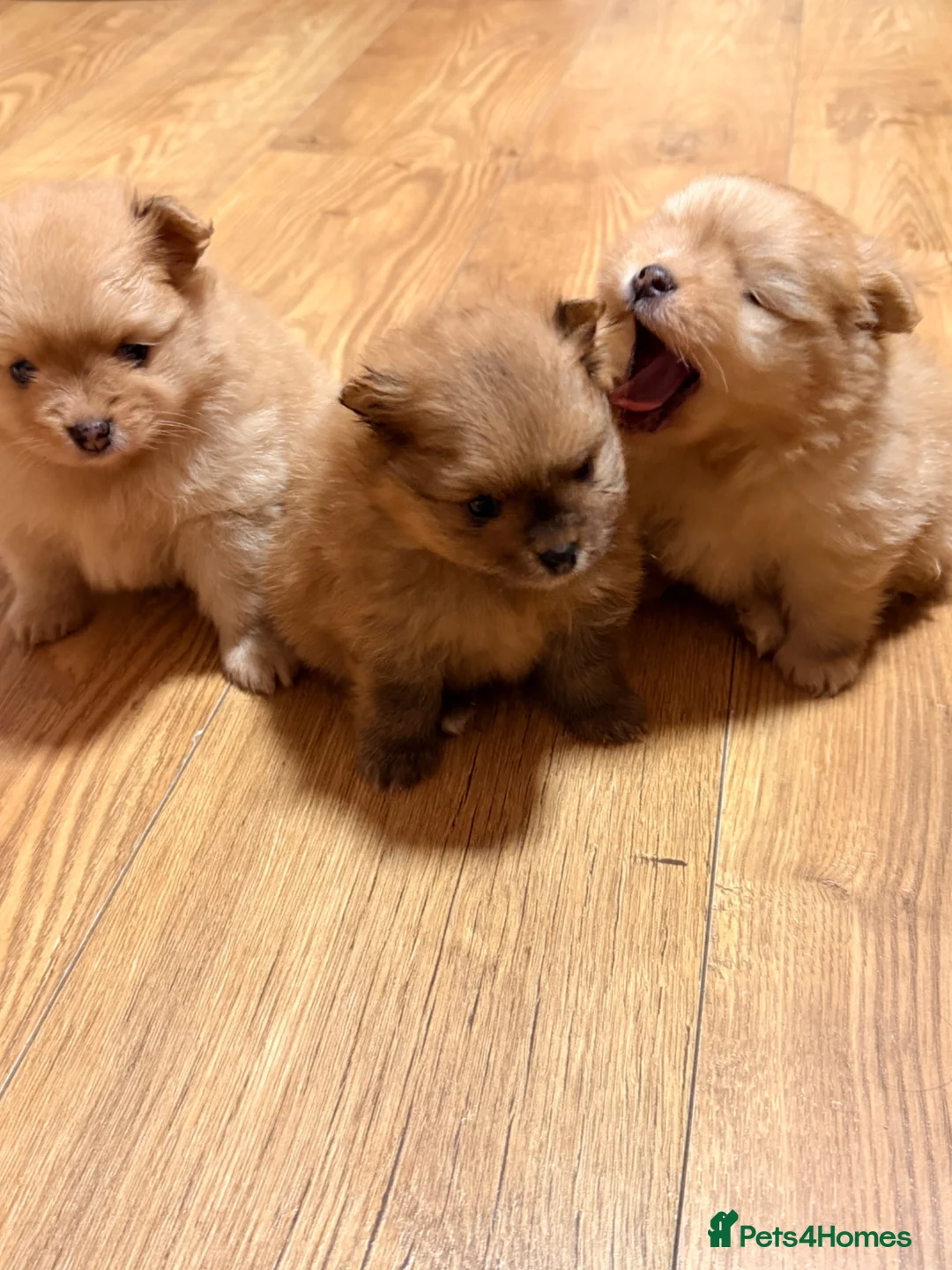 Pomeranian dogs for sale: 4 weeks old Pomeranian puppies avaliable in Bradford - Advert 2