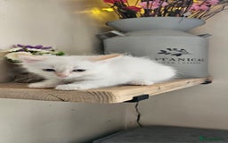 Ragdoll cats for sale: Stunning Ragdoll boys avalible  - Image 2