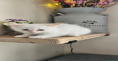 Ragdoll cats - Advert 8