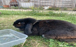 French Lop rabbits for sale: two mini french lops  - Image 2