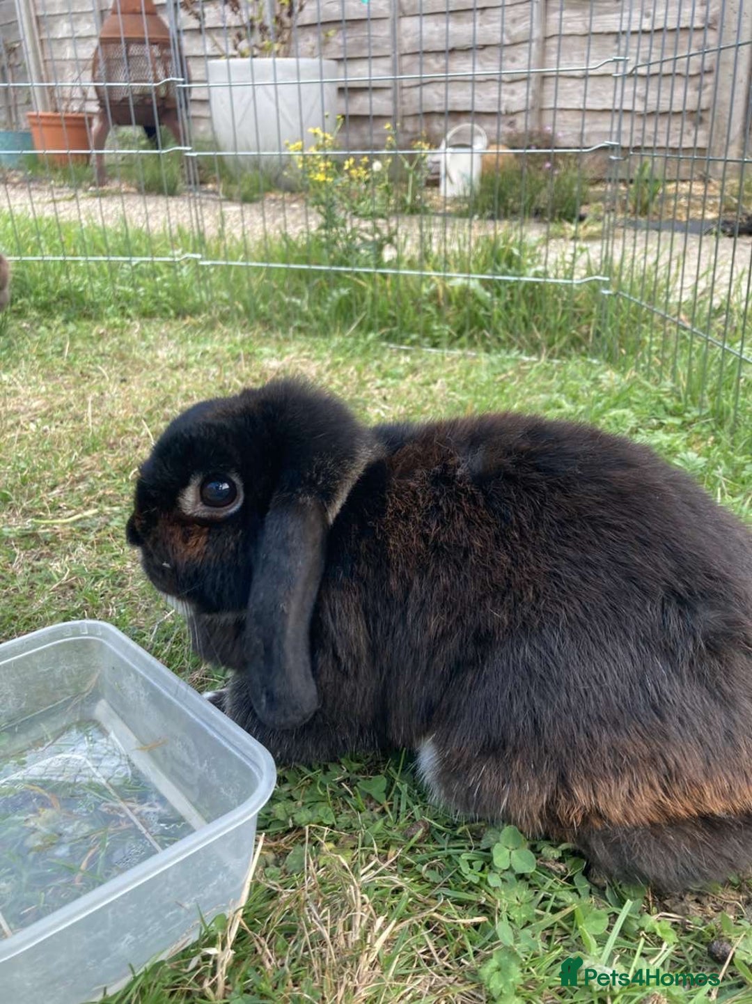French Lop rabbits for sale: two mini french lops  - Image 2