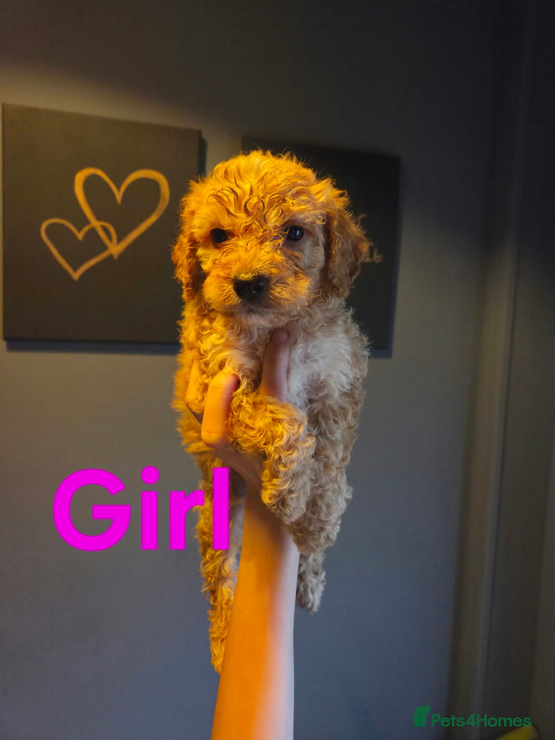 Cockapoo dogs for sale: F2 Cockapoo Puppies  - Image 2