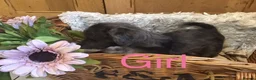 Jackapoo dogs for sale: Mr steven wilson - Advert 18