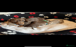 Dachshund dogs for sale: Miniature dapple chocolate boy puppies - Image 3
